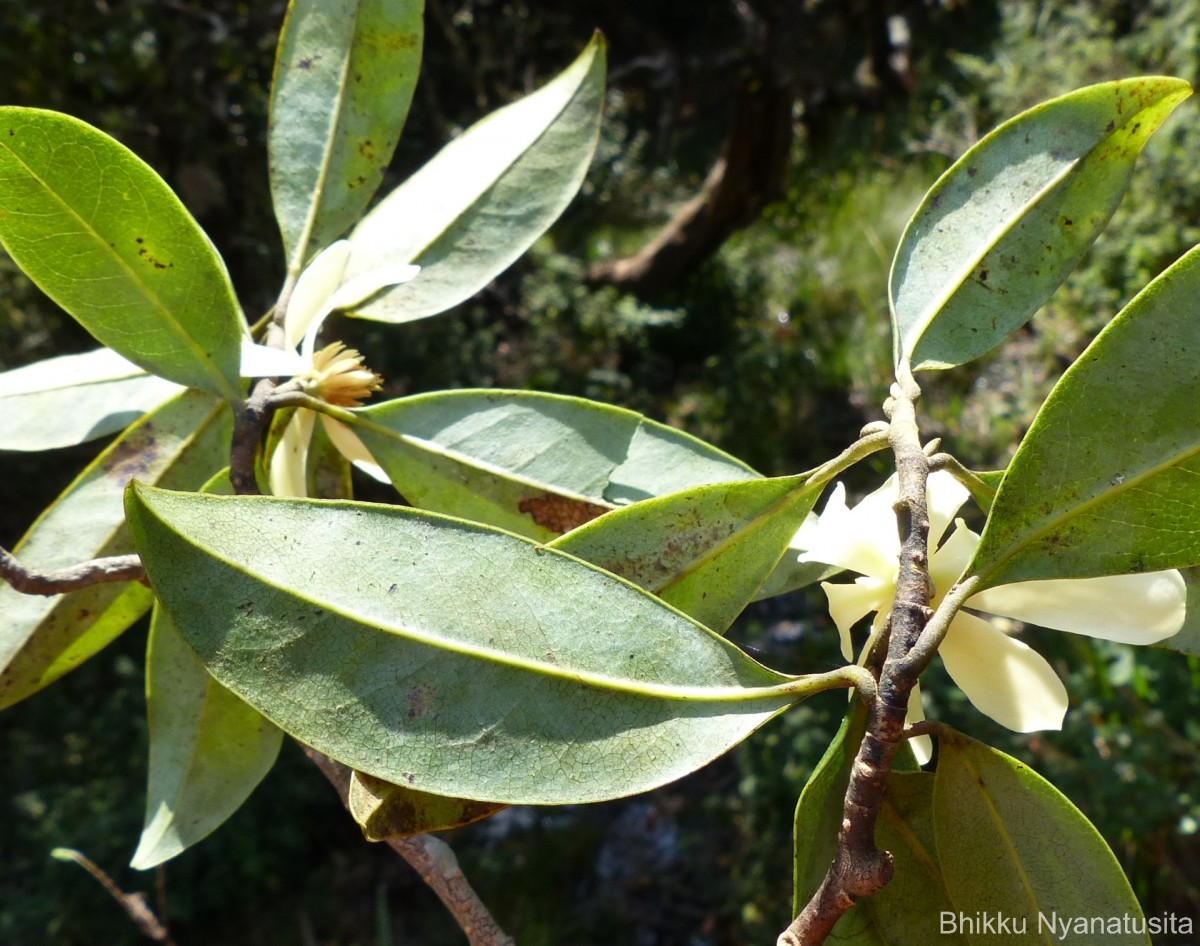 Magnolia nilagirica (Zenker) Figlar